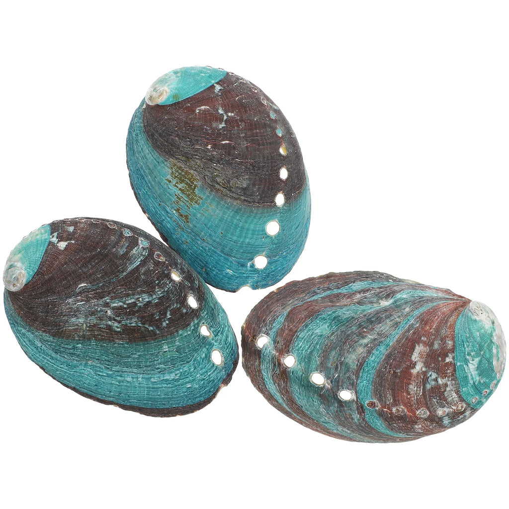 Lot de 3 Coquilles d'Ormeau Naturelles – Coupelle de Fumigation pour Sauge et Palo Santo, Coquillage Nacré Décoratif, Rituel, Décoration Zen