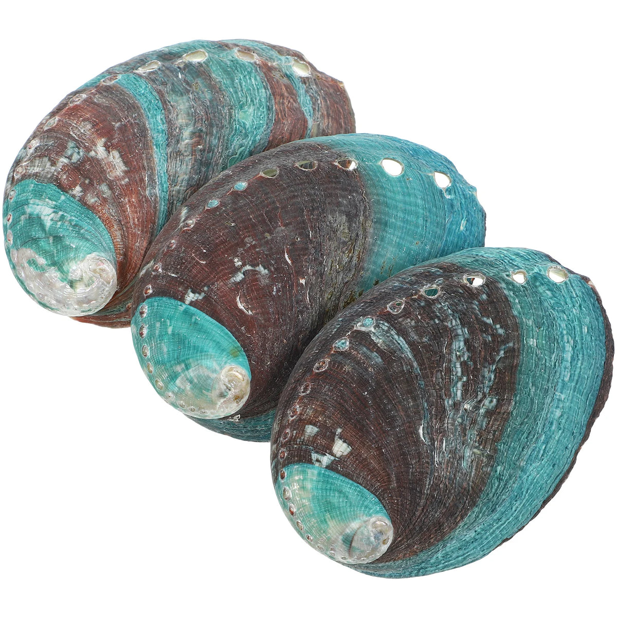 Lot de 3 Coquilles d'Ormeau Naturelles – Coupelle de Fumigation pour Sauge et Palo Santo, Coquillage Nacré Décoratif, Rituel, Décoration Zen