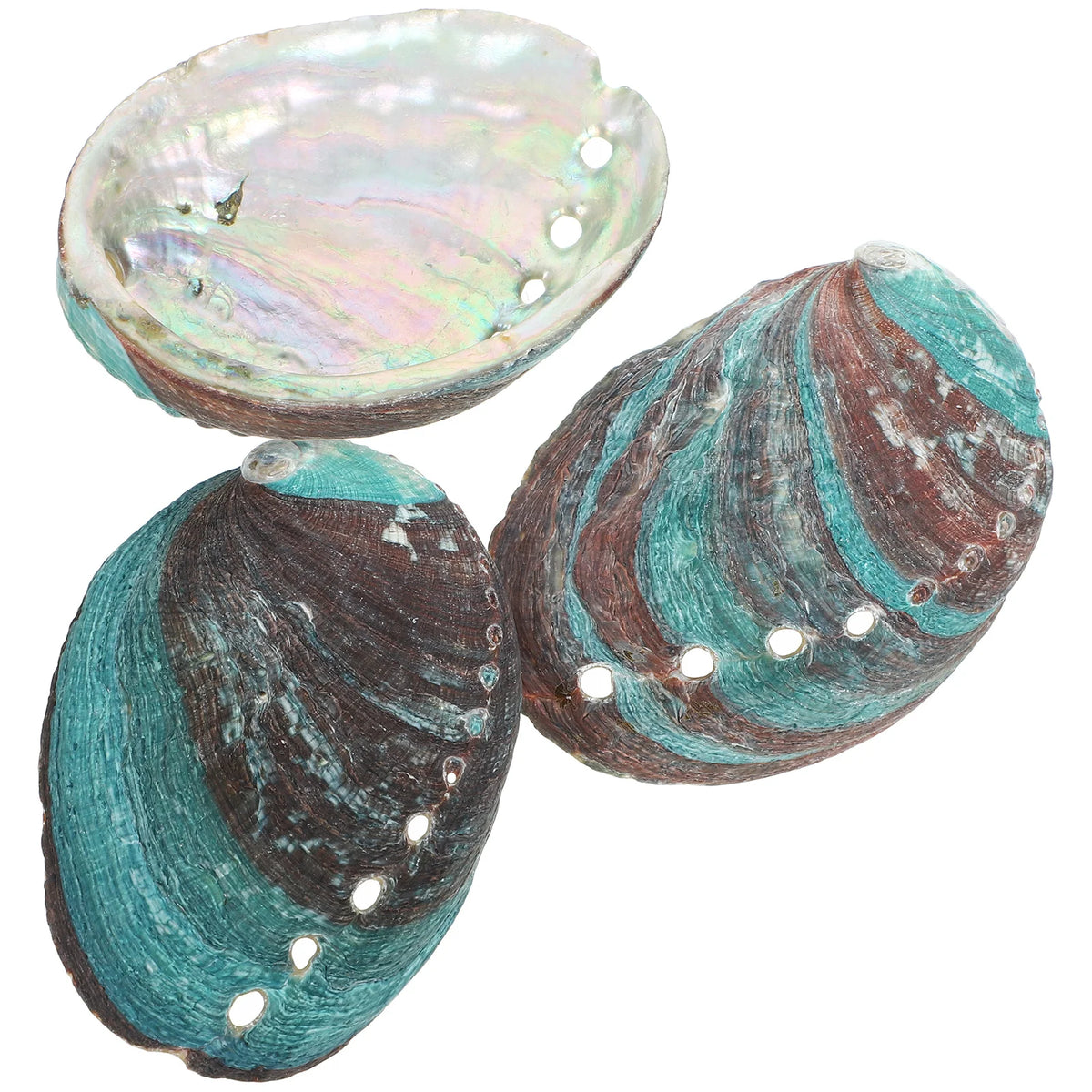 Lot de 3 Coquilles d'Ormeau Naturelles – Coupelle de Fumigation pour Sauge et Palo Santo, Coquillage Nacré Décoratif, Rituel, Décoration Zen