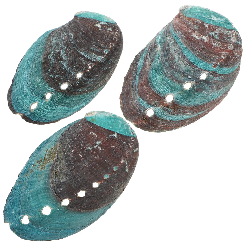 Lot de 3 Coquilles d'Ormeau Naturelles – Coupelle de Fumigation pour Sauge et Palo Santo, Coquillage Nacré Décoratif, Rituel, Décoration Zen