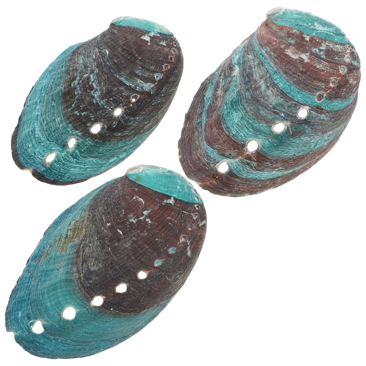 Lot de 3 Coquilles d'Ormeau Naturelles – Coupelle de Fumigation pour Sauge et Palo Santo, Coquillage Nacré Décoratif, Rituel, Décoration Zen