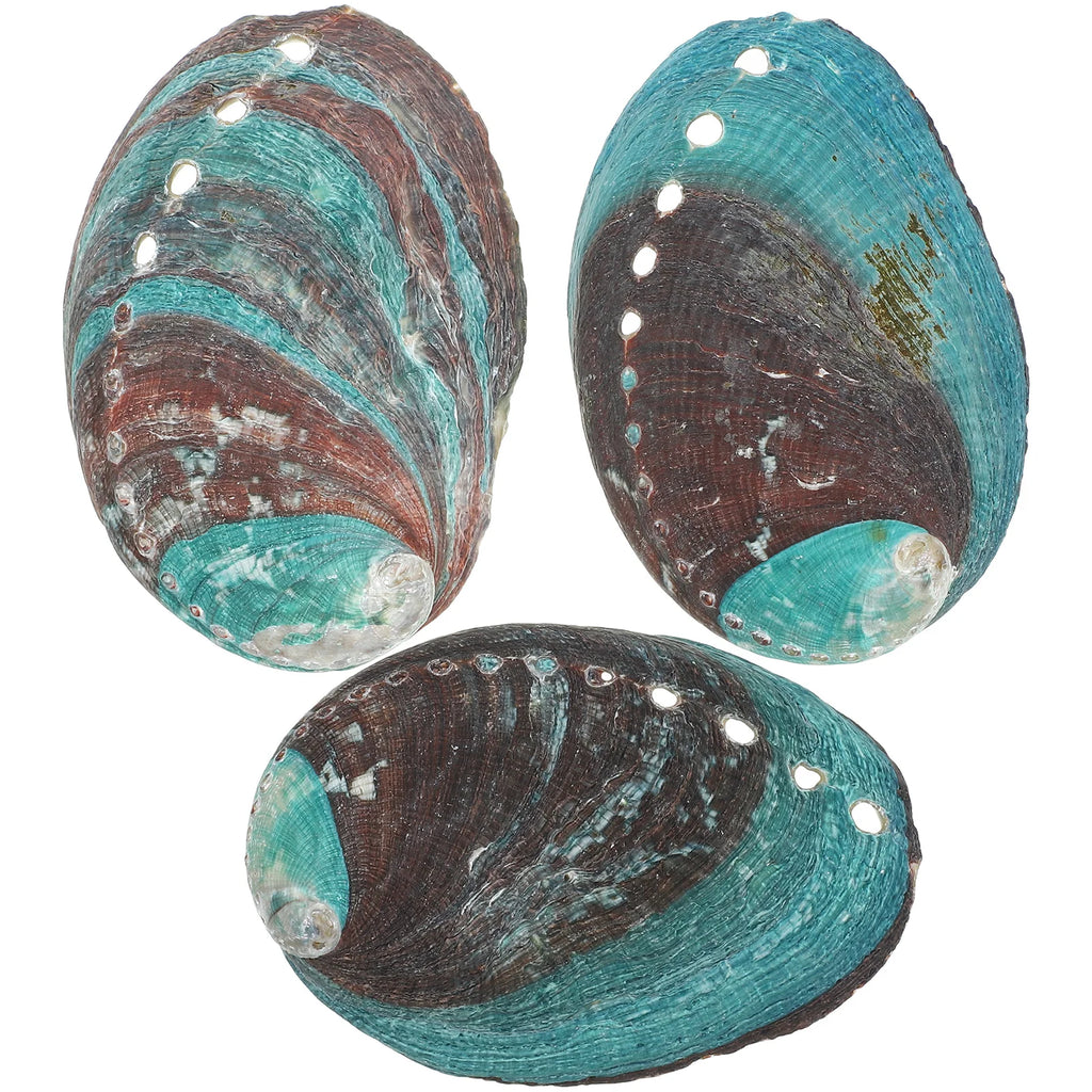 Lot de 3 Coquilles d'Ormeau Naturelles – Coupelle de Fumigation pour Sauge et Palo Santo, Coquillage Nacré Décoratif, Rituel, Décoration Zen