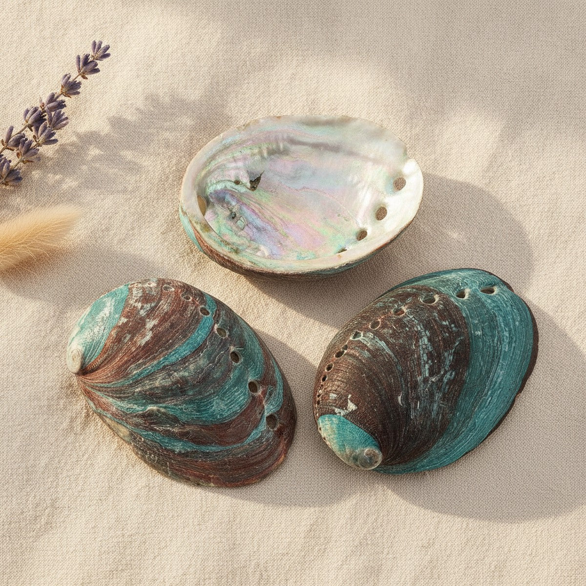 Lot de 3 Coquilles d'Ormeau Naturelles